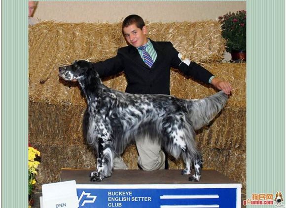 狗狗品种收集大全,收藏狗狗