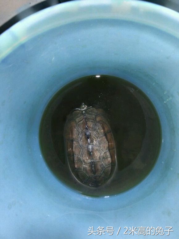 乌龟白眼可以自己治愈吗,乌龟白眼治疗时候可以喂食吗