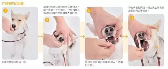 狗狗生病不肯吃药的解决方法,狗狗生病不肯喝药