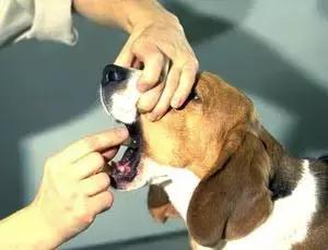 狗狗生病不肯吃药的解决方法,狗狗生病不肯喝药