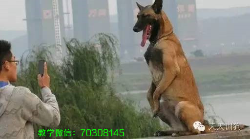 狗狗生病不肯吃药的解决方法,狗狗生病不肯喝药