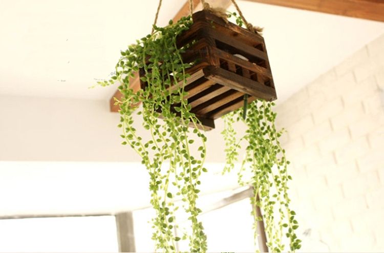 吊兰珍珠泪怎么养,为什么吊兰叫情人泪