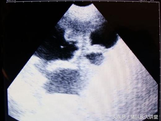 教你如何判断母猪是否怀孕,猪队长大讲堂