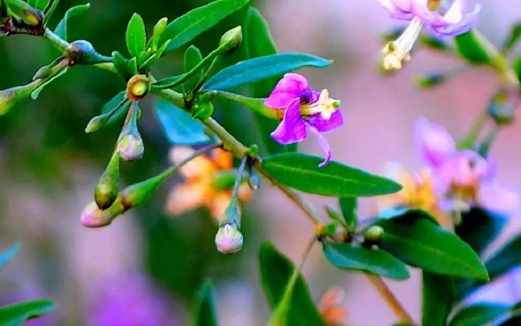 本草纲目中的枸杞,本草纲目枸杞篇