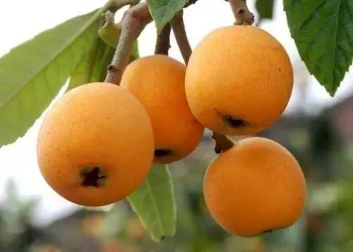 什么是当季蔬菜水果,什么是当季水果