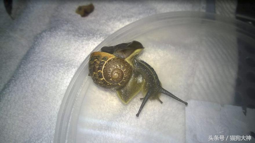 踩碎的蜗牛,女子踩碎蜗牛壳