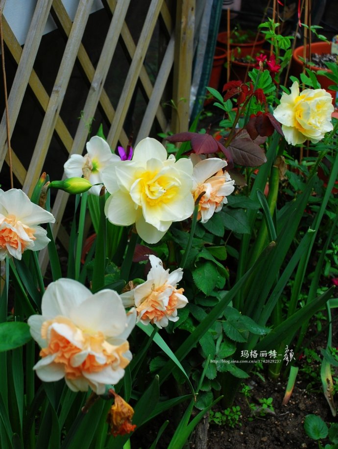 水仙花卉美图,植物水仙子图片