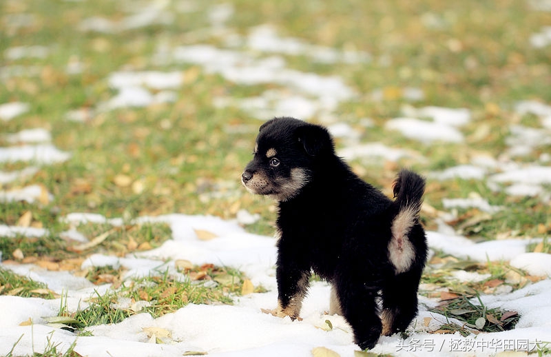 被遗弃的田园犬坎坷的领养之路,四眼田园犬成长过程