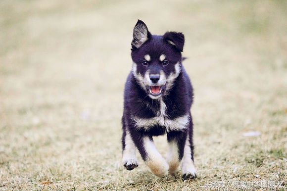 被遗弃的田园犬坎坷的领养之路,四眼田园犬成长过程
