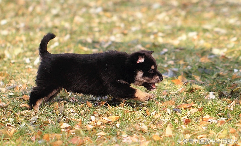 被遗弃的田园犬坎坷的领养之路,四眼田园犬成长过程