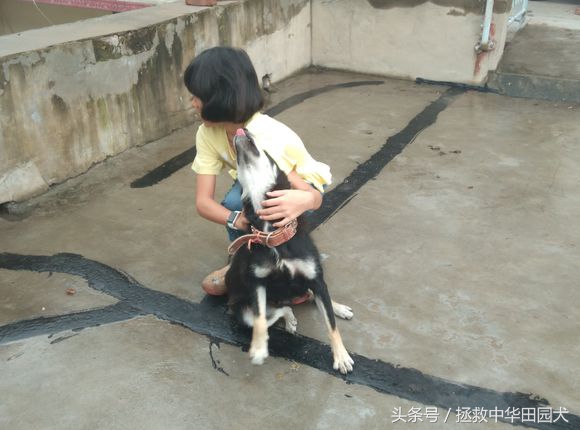 被遗弃的田园犬坎坷的领养之路,四眼田园犬成长过程