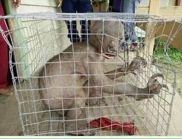 故事:她为了逃婚却路遇水鬼拦道,没想到……