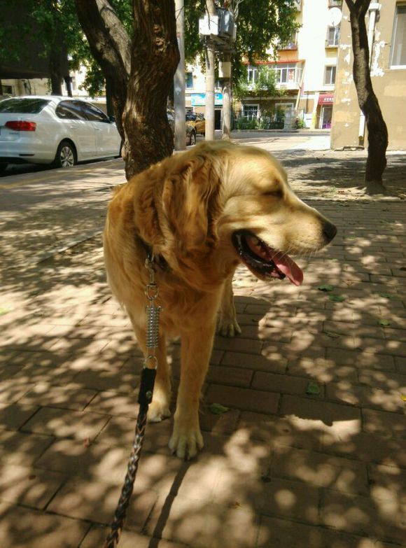 （收藏）宠物腹泻的五种情况及宠物常见病的应急方法！