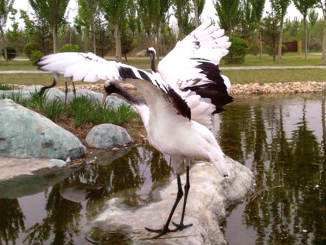 沈阳鸟岛视频,沈阳都有啥桥