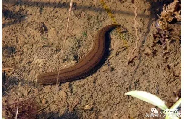 蚂蟥与水蛭养殖,水蛭蚂蝗养殖的真相