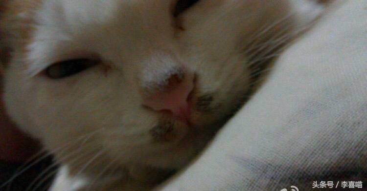 如果猫咪得了猫癣该怎么办,总有人问猫咪生病怎么回答