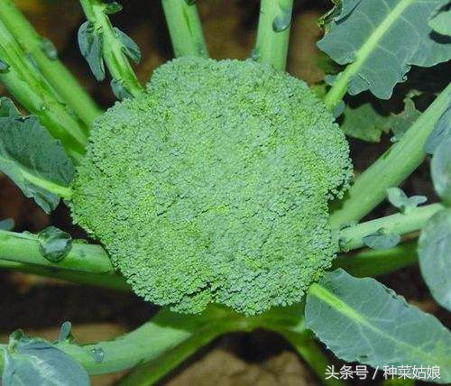 菜园菜怎么种整齐,菜园种什么蔬菜好看又简单