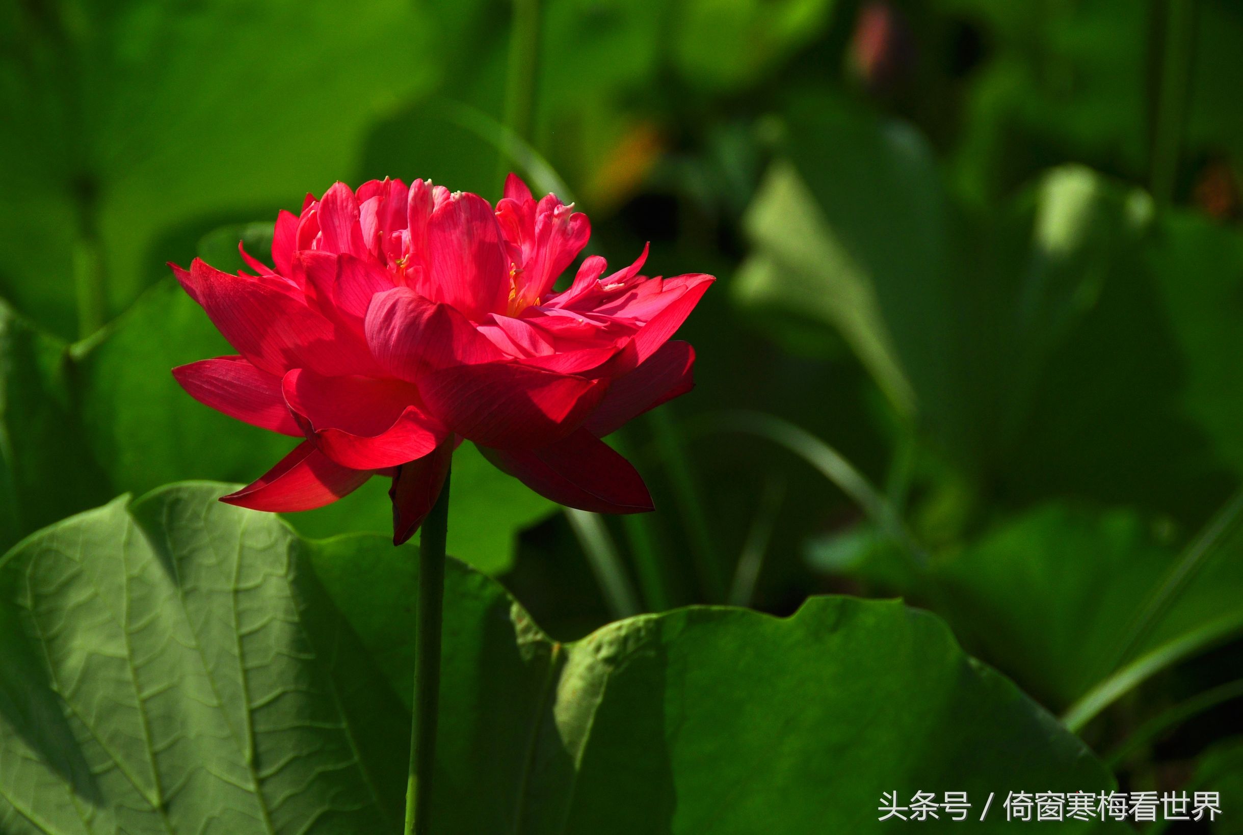以莲花为名的景点,北京莲花池公园里有莲花亭吗