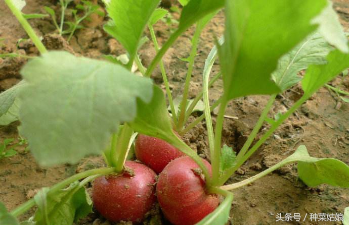 菜园菜怎么种整齐,菜园种什么蔬菜好看又简单