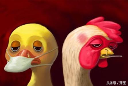 禽流感最典型病例变化,禽流感的主要传播途径