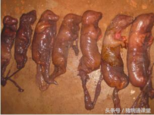 妊娠母猪流产原因,母猪两个月流产的原因