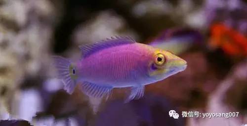 不同水温如何喂锦鲤,不同鱼的养法和技巧