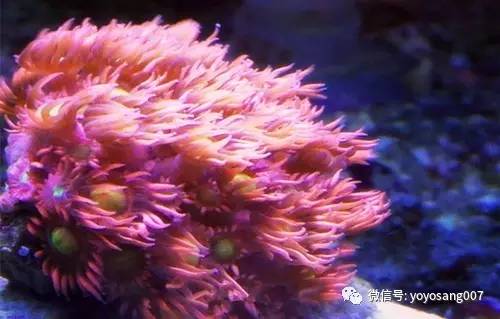 不同水温如何喂锦鲤,不同鱼的养法和技巧