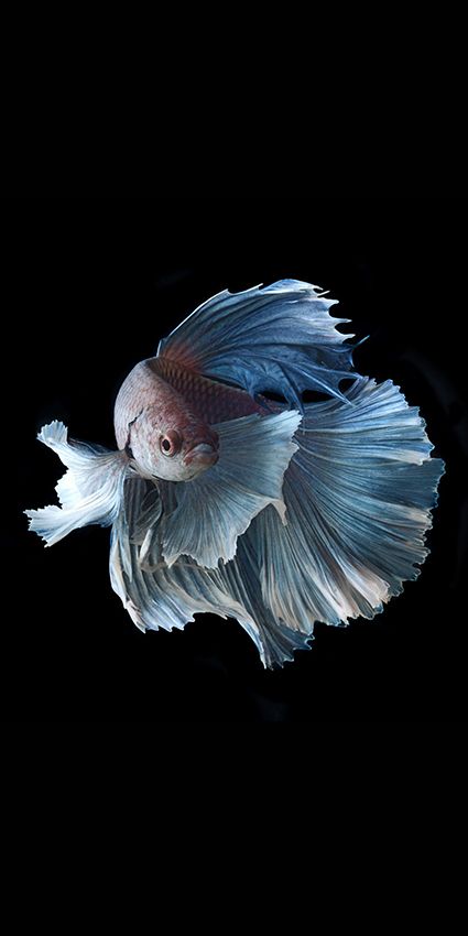 泰国斗鱼鱼缸,泰国斗鱼的幼崽