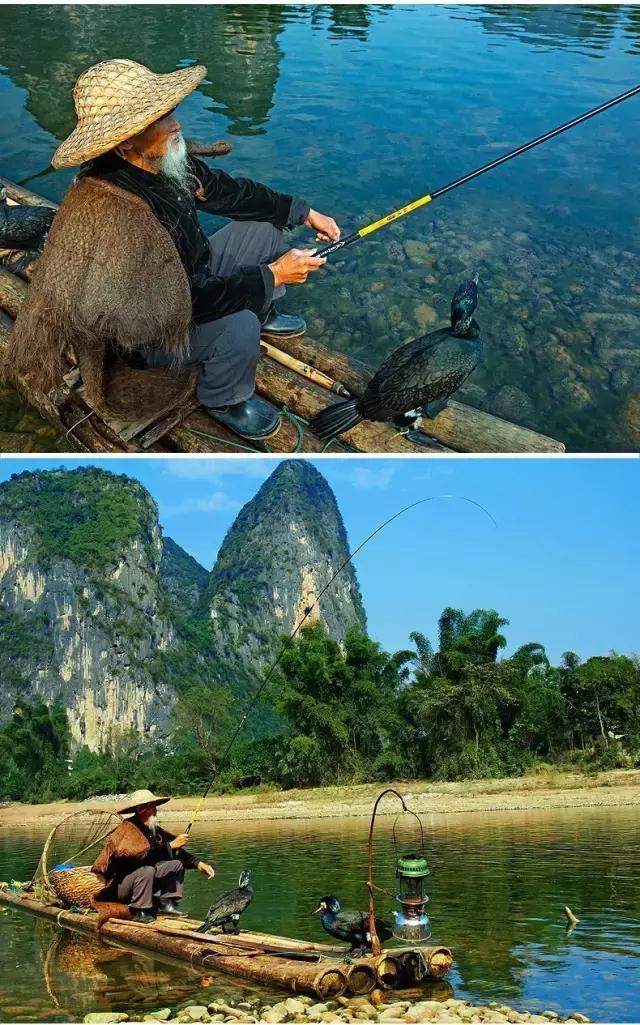 漓江上的渔鹰兄弟同弧悦黑坑上演怎样的故事？