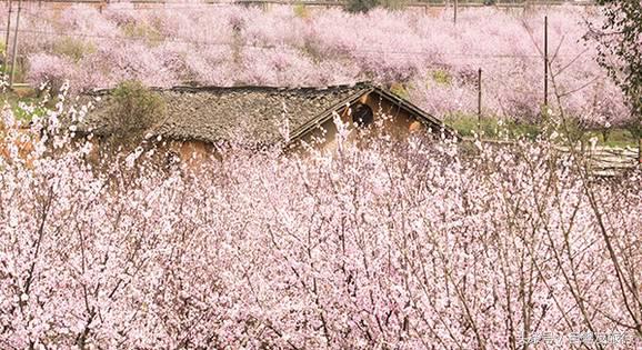 湖南赏花自驾游攻略,湖南旅游赏花攻略
