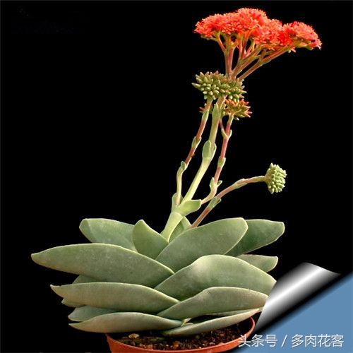 百科多肉植物,多肉植物百科之蓝鸟