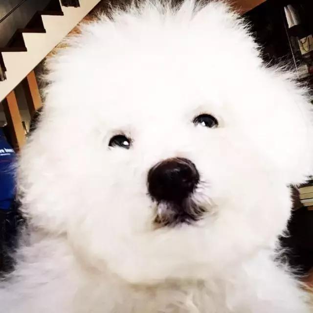 比熊犬被弃养,因伤心而自杀,太可怜了