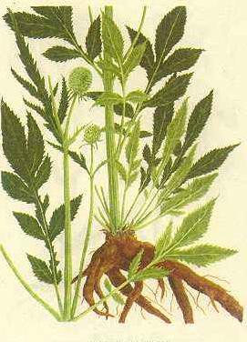 药食同源十大经方,药食同源补肾益气