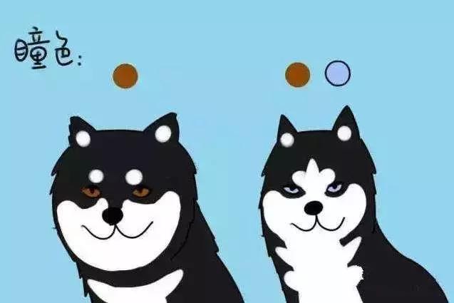 你绝不知道，哈士奇和阿拉斯加差别最大的地方原来是……菊花！