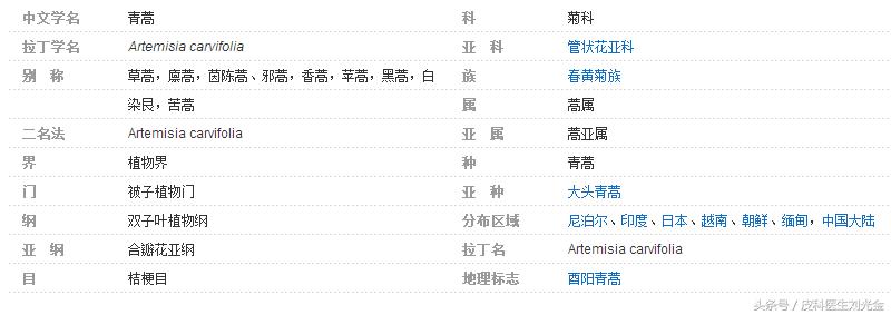 二月茵陈四月蒿包括艾蒿吗,茵陈蒿和青蒿图片