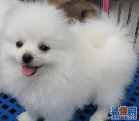 狗狗品种收集大全,收藏狗狗