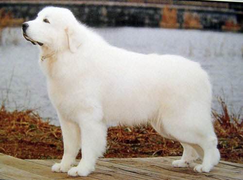 狗狗品种收集大全,收藏狗狗