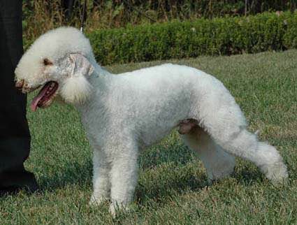 狗狗品种收集大全,收藏狗狗