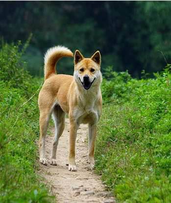 狗狗品种收集大全,收藏狗狗