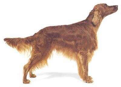 狗狗品种收集大全,收藏狗狗