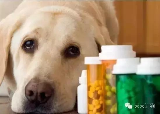 狗狗生病不肯吃药的解决方法,狗狗生病不肯喝药
