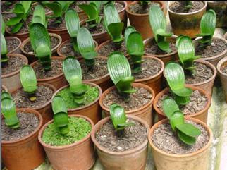 阿司匹林如何让君子兰快速生根,君子兰阿司匹林