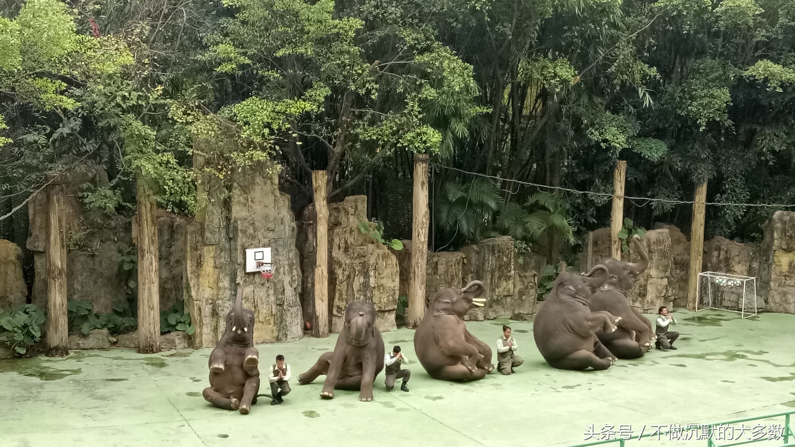 广州长隆野生动物园金蛇秘境直播,长隆野生动物园金蛇秘境害怕吗