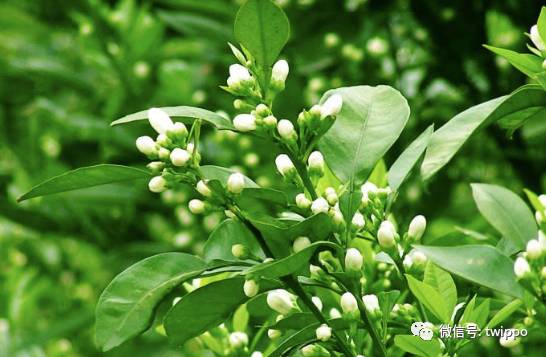 最适合春天的香水,适合春天留香较久的女性香水