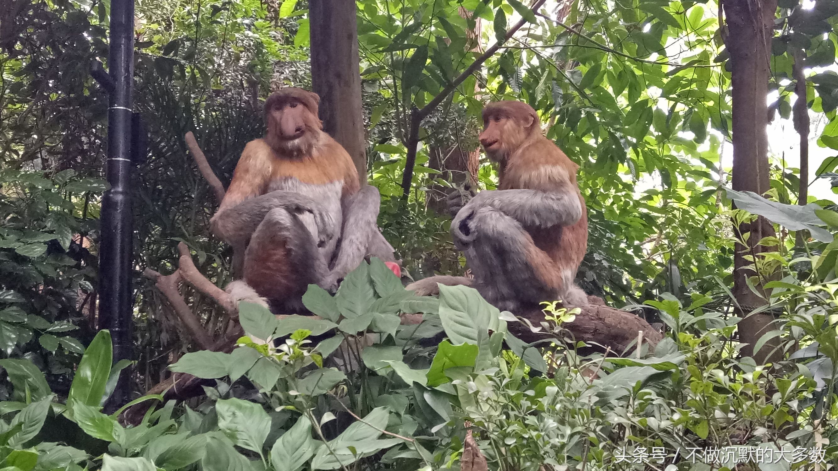 广州长隆野生动物园金蛇秘境直播,长隆野生动物园金蛇秘境害怕吗