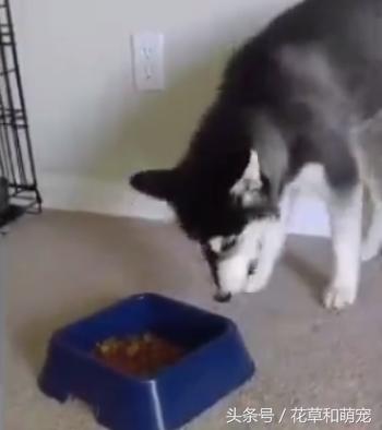 哈士奇不吃狗粮，还骂骂咧咧想掀翻狗盆，二哈真是有脾气