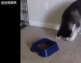 哈士奇不吃狗粮，还骂骂咧咧想掀翻狗盆，二哈真是有脾气