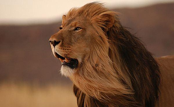 未解之谜，非洲人为什么不吃狮子