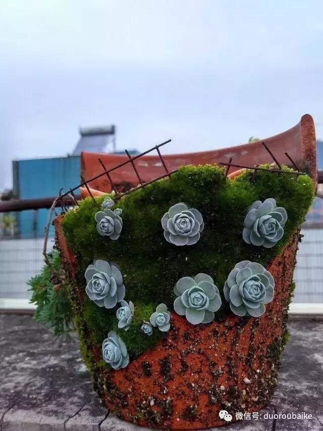 青苔养多肉方法,青苔和多肉种在一起