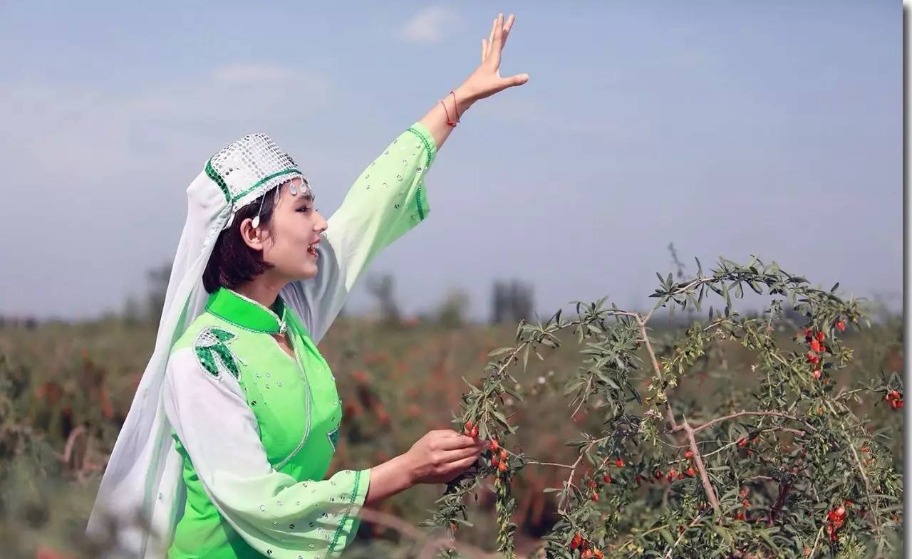 本草纲目中的枸杞,本草纲目枸杞篇